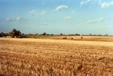 arable field