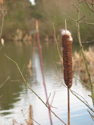 bullrush