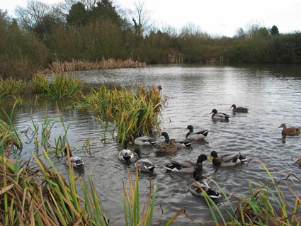 duck pond