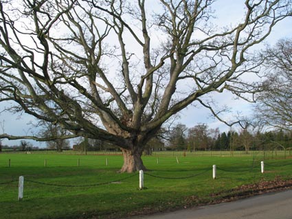 tree