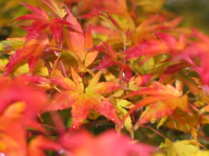 red leaves