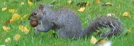 squirrel