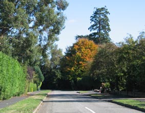 cedar grove