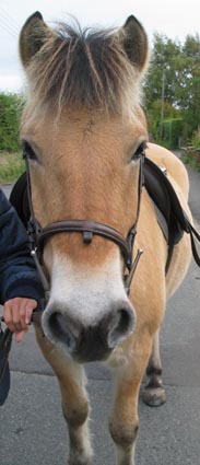 pony