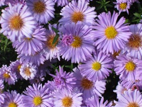 michelmass daisies