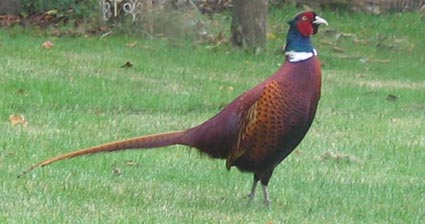 pheasant