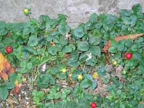 wild strawberries